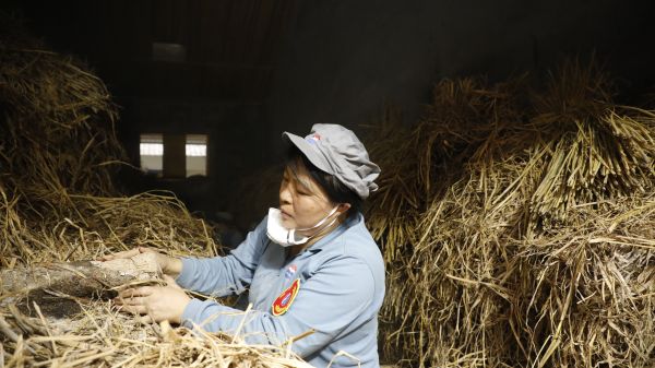 工作中的蒋德云 工作中的蒋德云