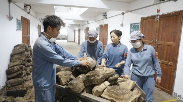 陈锐耐心讲解制曲工艺要领