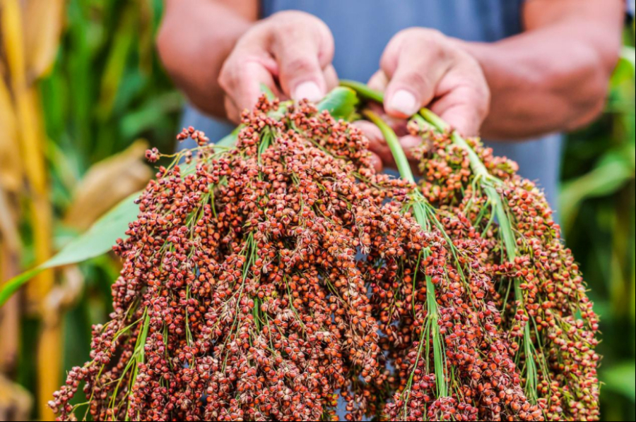 “中国茅台对您说”之七原料篇：红缨子芯片——茅台酒无可替代的品质基石