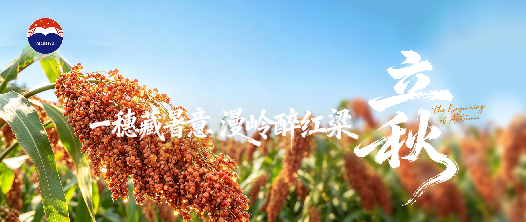 二十四节气 | 沃野逢时 万物知秋